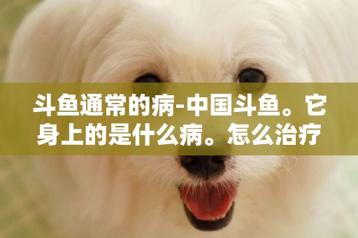 斗魚通常的病-中國斗魚。它身上的是什么病。怎么治療。