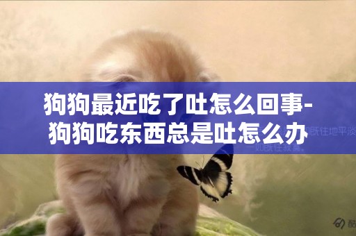 狗狗最近吃了吐怎么回事-狗狗吃東西總是吐怎么辦