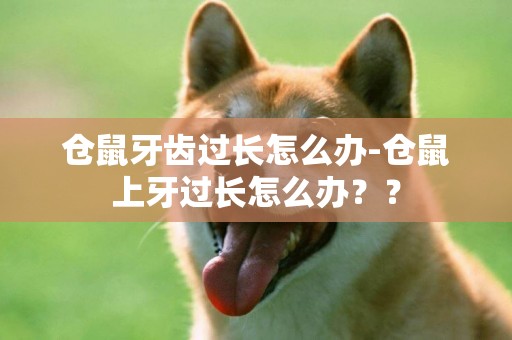 倉鼠牙齒過長怎么辦-倉鼠上牙過長怎么辦？？