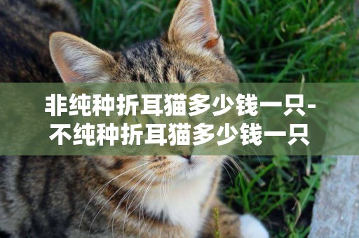 非純種折耳貓多少錢一只-不純種折耳貓多少錢一只