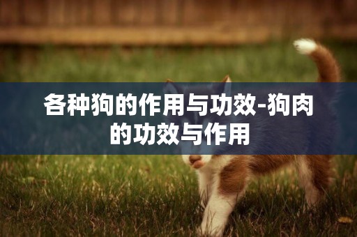 各種狗的作用與功效-狗肉的功效與作用