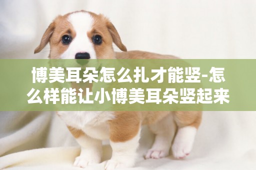 博美耳朵怎么扎才能豎-怎么樣能讓小博美耳朵豎起來?急....