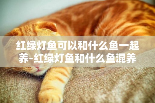 紅綠燈魚可以和什么魚一起養-紅綠燈魚和什么魚混養