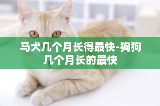 馬犬幾個月長得最快-狗狗幾個月長的最快