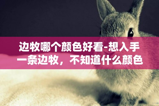 邊牧哪個顏色好看-想入手一條邊牧，不知道什么顏色好