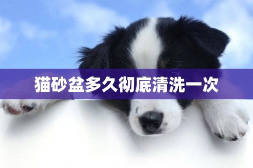 貓砂盆多久徹底清洗一次