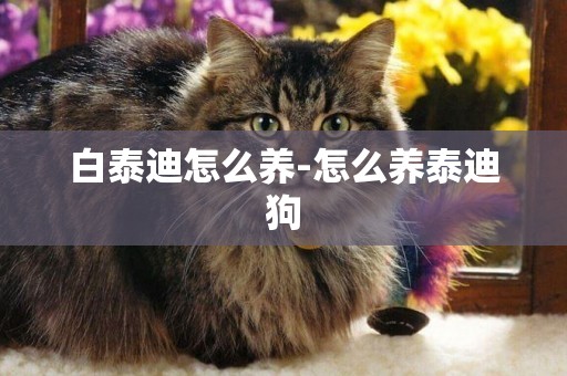 白泰迪怎么養-怎么養泰迪狗