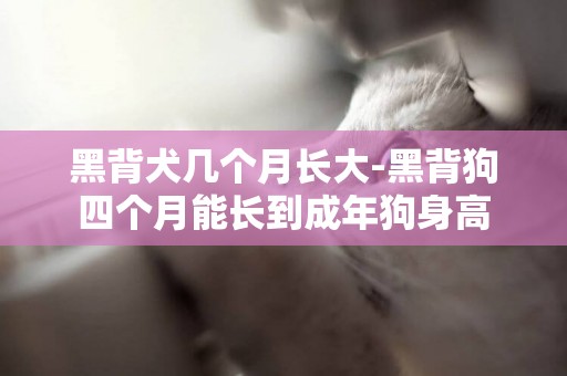 黑背犬幾個月長大-黑背狗四個月能長到成年狗身高