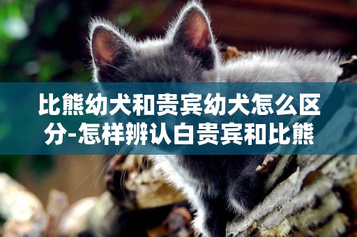 比熊幼犬和貴賓幼犬怎么區分-怎樣辨認白貴賓和比熊的區別