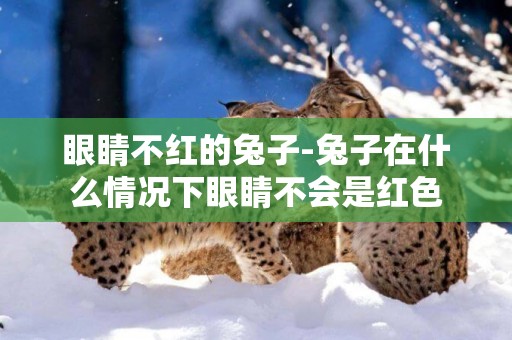 眼睛不紅的兔子-兔子在什么情況下眼睛不會是紅色
