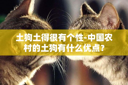 土狗土得很有個性-中國農村的土狗有什么優點？
