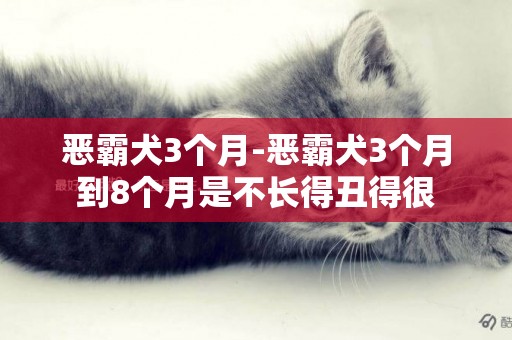 惡霸犬3個月-惡霸犬3個月到8個月是不長得丑得很