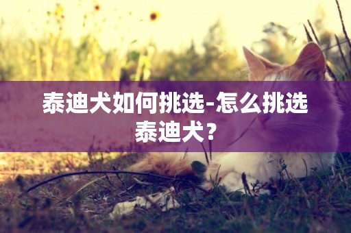 泰迪犬如何挑選-怎么挑選泰迪犬？