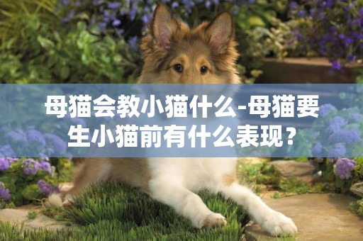 母貓會教小貓什么-母貓要生小貓前有什么表現？