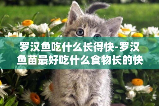 羅漢魚吃什么長得快-羅漢魚苗最好吃什么食物長的快？