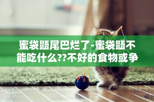 蜜袋鼯尾巴爛了-蜜袋鼯不能吃什么??不好的食物或爭議性食物