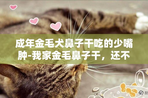 成年金毛犬鼻子干吃的少嘴腫-我家金毛鼻子干，還不吃飯是怎么回事