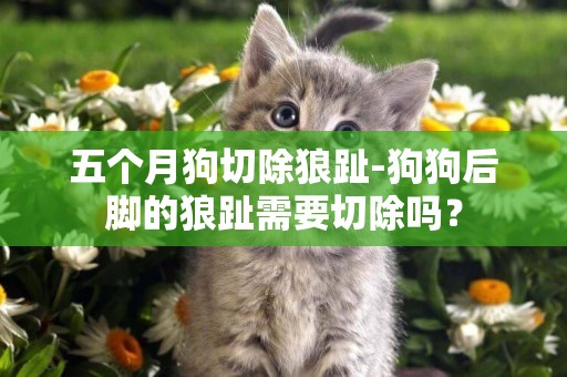 五個月狗切除狼趾-狗狗后腳的狼趾需要切除嗎？