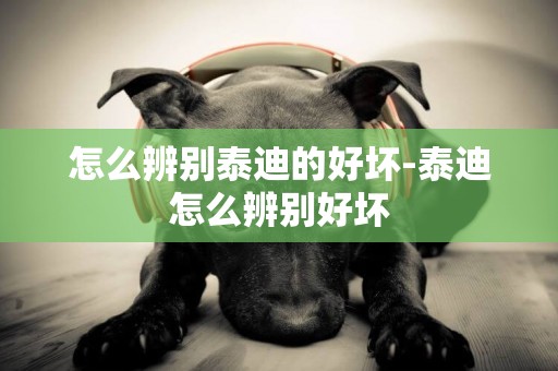 怎么辨別泰迪的好壞-泰迪怎么辨別好壞