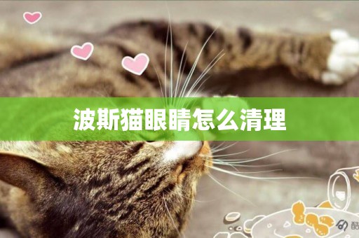 波斯貓眼睛怎么清理