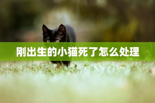 剛出生的小貓死了怎么處理