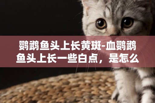 鸚鵡魚頭上長黃斑-血鸚鵡魚頭上長一些白點，是怎么回事？