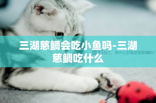 三湖慈鯛會吃小魚嗎-三湖慈鯛吃什么