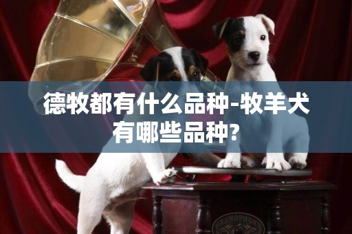 德牧都有什么品種-牧羊犬有哪些品種?