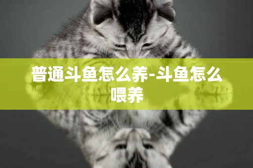 普通斗魚怎么養-斗魚怎么喂養