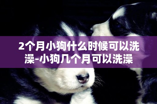 2個月小狗什么時候可以洗澡-小狗幾個月可以洗澡