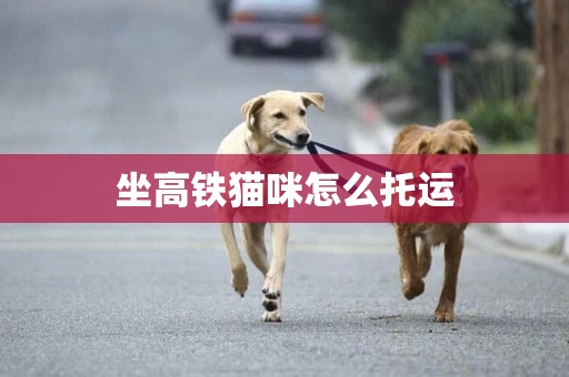 坐高鐵貓咪怎么托運