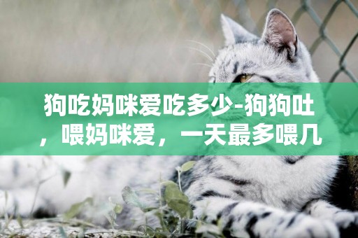 狗吃媽咪愛吃多少-狗狗吐，喂媽咪愛，一天最多喂幾袋