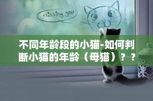 不同年齡段的小貓-如何判斷小貓的年齡（母貓）？？