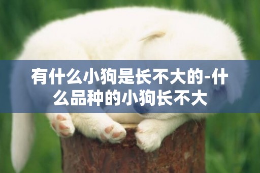 有什么小狗是長不大的-什么品種的小狗長不大