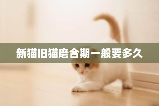 新貓舊貓磨合期一般要多久