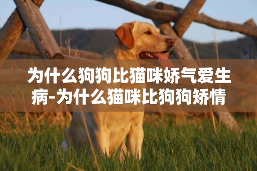 為什么狗狗比貓咪嬌氣愛生病-為什么貓咪比狗狗矯情呢