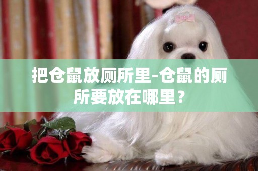 把倉鼠放廁所里-倉鼠的廁所要放在哪里？