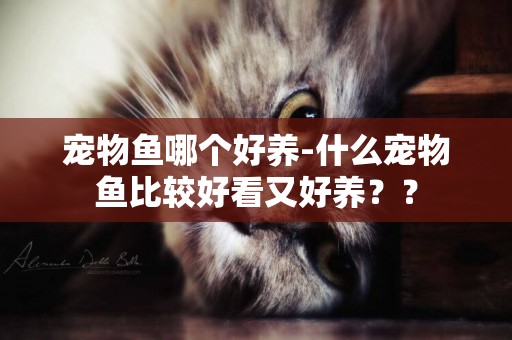 寵物魚哪個好養-什么寵物魚比較好看又好養？？