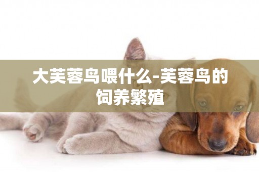 大芙蓉鳥喂什么-芙蓉鳥的飼養繁殖