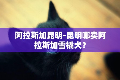 阿拉斯加昆明-昆明哪賣阿拉斯加雪橇犬？