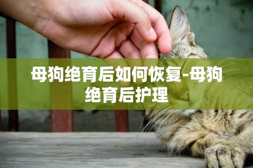母狗絕育后如何恢復-母狗絕育后護理