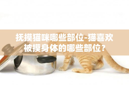 撫摸貓咪哪些部位-貓喜歡被摸身體的哪些部位？