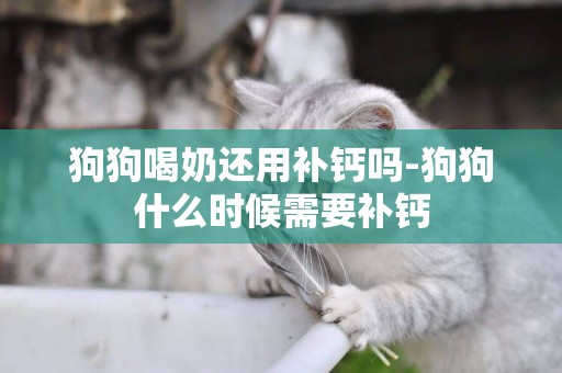 狗狗喝奶還用補鈣嗎-狗狗什么時候需要補鈣