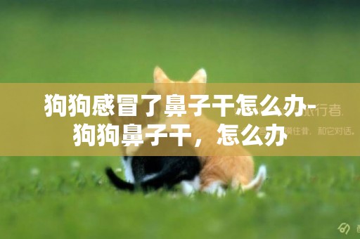 狗狗感冒了鼻子干怎么辦-狗狗鼻子干，怎么辦