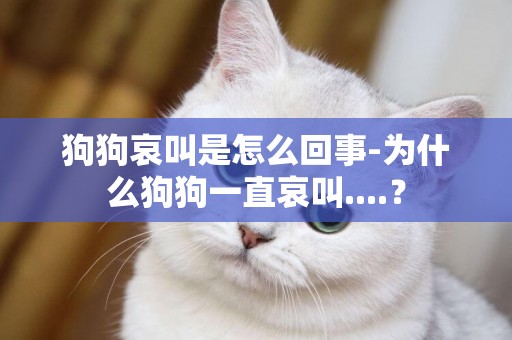 狗狗哀叫是怎么回事-為什么狗狗一直哀叫....？