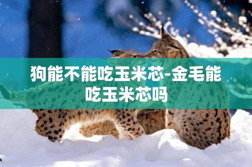 狗能不能吃玉米芯-金毛能吃玉米芯嗎