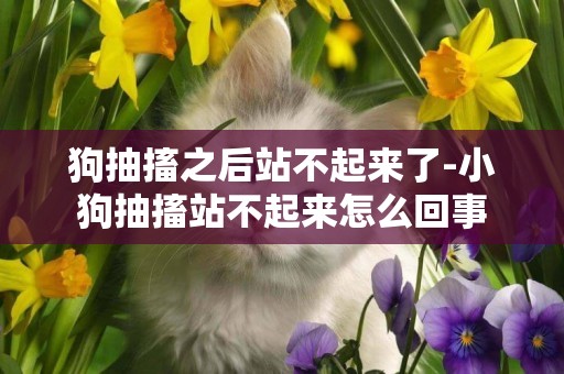 狗抽搐之后站不起來了-小狗抽搐站不起來怎么回事