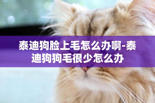 泰迪狗臉上毛怎么辦啊-泰迪狗狗毛很少怎么辦