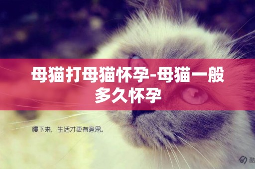 母貓打母貓懷孕-母貓一般多久懷孕