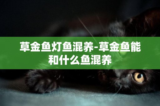 草金魚燈魚混養-草金魚能和什么魚混養
